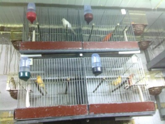 Crescătorii de canari organizează un concurs de cântec, pe 1 Decembrie